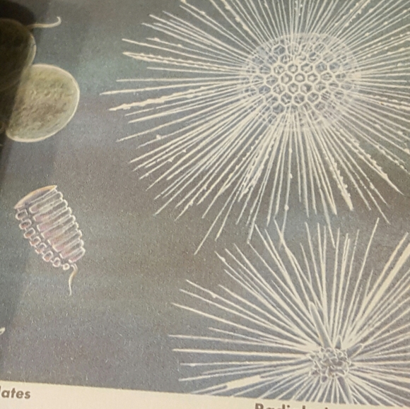 VINTAGE 1955 - A GOLDEN NATURE GUIDE - SEASHORES - Picture 7 of 11